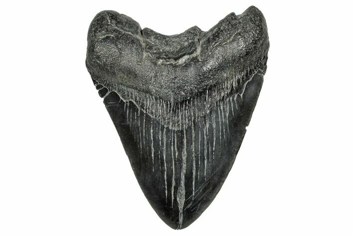 Fossil Megalodon Tooth - South Carolina #328610
